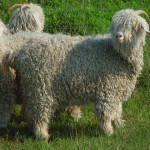 Cashmere goat