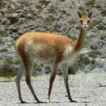 vicuna